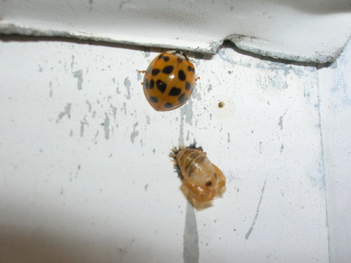 Ladybug freshly emerged from pupal stage