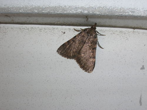 Moth