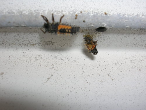 Ladybugs in third instar larva stage - one entering pupal stage