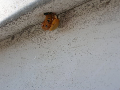 Ladybug emerged from pupal stage