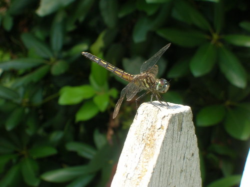 Dragonfly 1