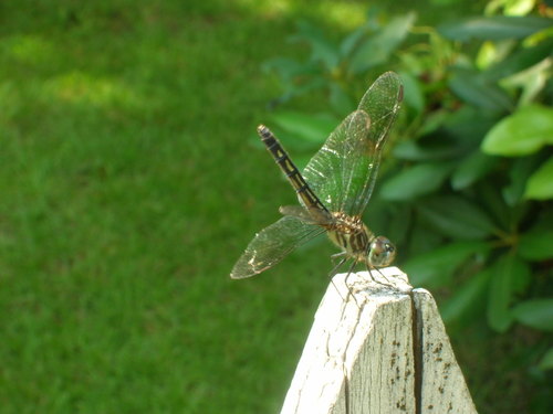 Dragonfly 2