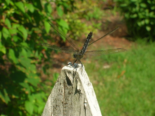 Dragonfly 3