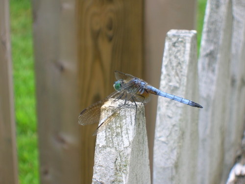 Dragonfly 4