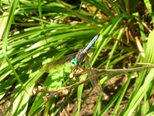 Dragonfly 6