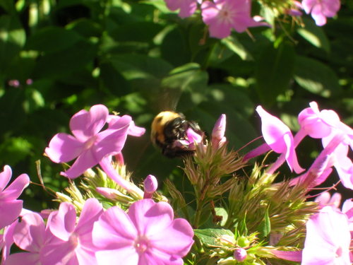 Bee at work 1