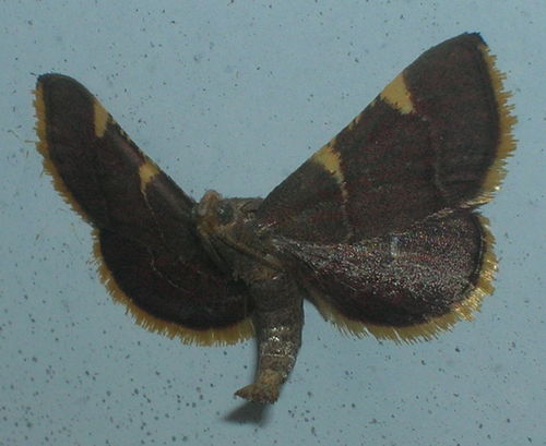 Unknown flying insect