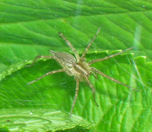 Spider guarding its web