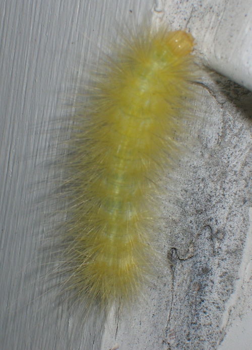 Caterpillar