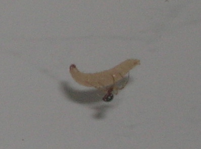 Spider preparing its next meal