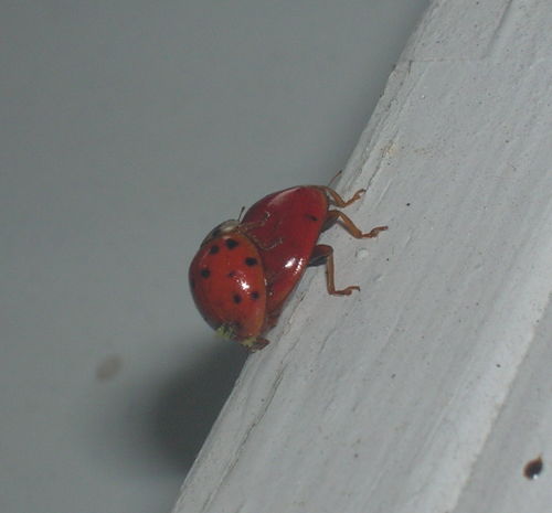 Mating Ladybugs