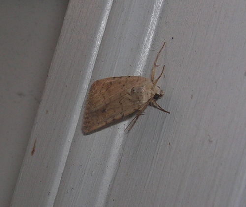 Moth on aluminum siding