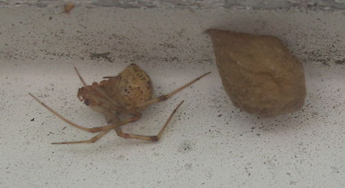 Spider mom guarding her egg sac