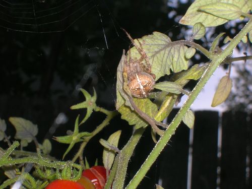 Spider guarding tomatoes #2