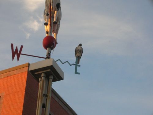 Hawk in Davis Square